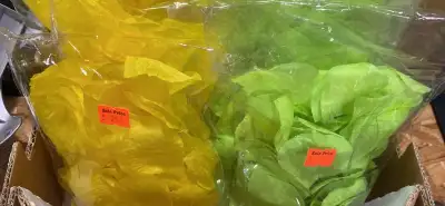 Rose petals. 9 Neon Green , 3 Neon Yellow, 2 lite blue,, View more