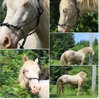 Perlino Part Arabian - 30 day under saddle, View more