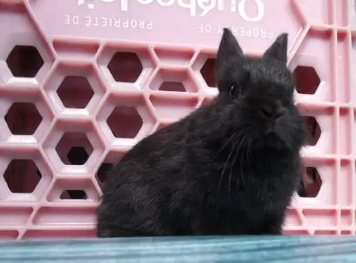 Bébés lapins & lapines Nain Polonais in Small Animals for Rehoming in Laurentides - Image 11