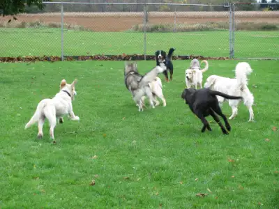 Daycare at Country Club for Pets is the perfect alternative to leaving your dog at home alone while...