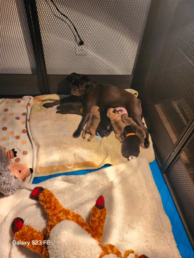 Mes petits trésor ! Pug carlin in Dogs & Puppies for Rehoming in Lanaudière - Image 9