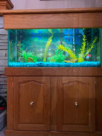 Large fish tank with oak stand