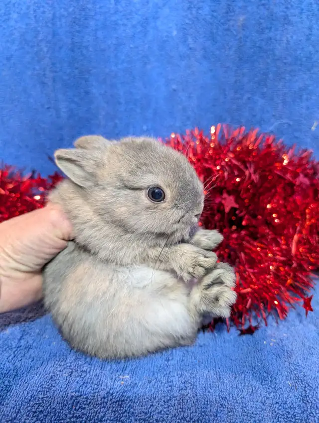 Extraordinary Holland lops & Netherland dwarfs in Small Animals for Rehoming in City of Toronto - Image 9