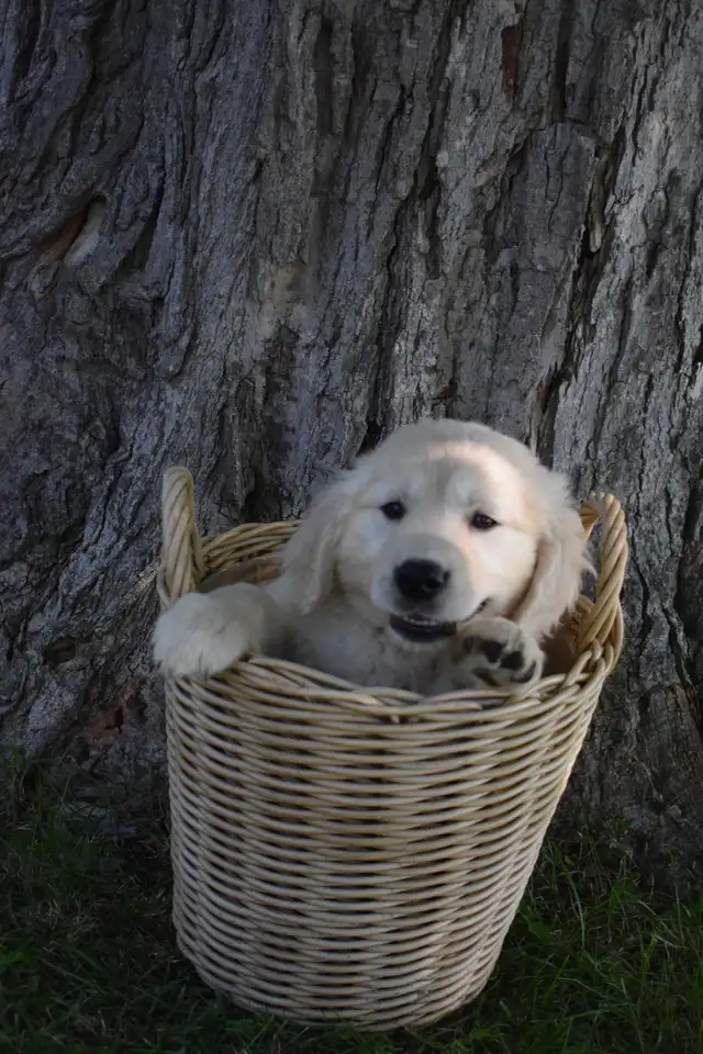 Purebred Golden Retriever Puppies in Dogs & Puppies for Rehoming in Oakville / Halton Region - Image 5