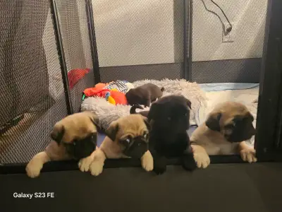 Mes petits trésor ! Pug carlin, View more
