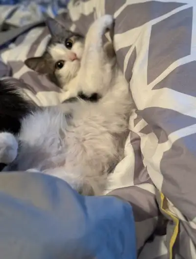 5 year old SiberianForest, View more