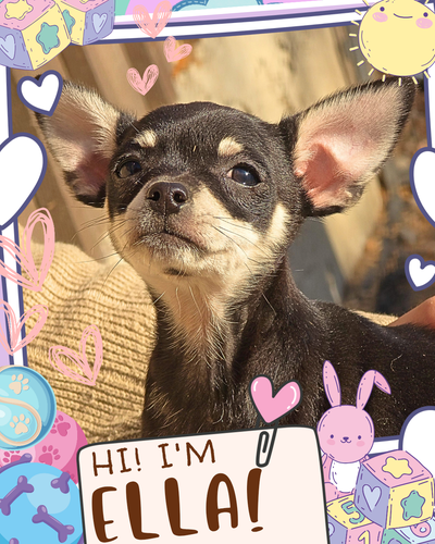 ❤️ Meet Ella! ❤️ Sweet Chihuahua Mix Puppy Raised with Love ❤️, View more