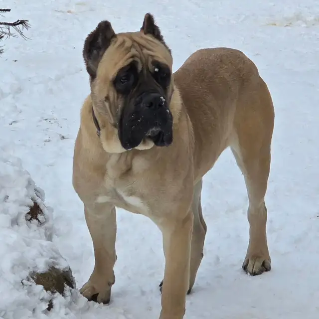WORLD CLASS CANE CORSO PUPPIES in Dogs & Puppies for Rehoming in Vancouver - Image 11