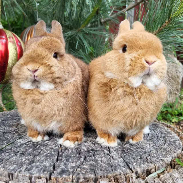 EXTRAORDINARY NETHERLAND DWARF, HOLLAND LOP,  LIONHEAD BUNNIES in Small Animals for Rehoming in Ottawa - Image 5