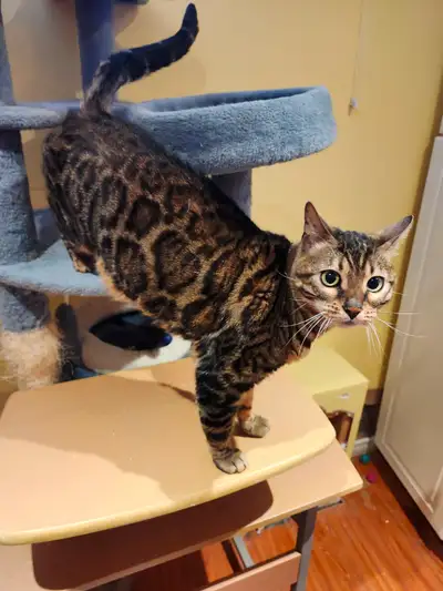 Bengal Cat For Sale, View more