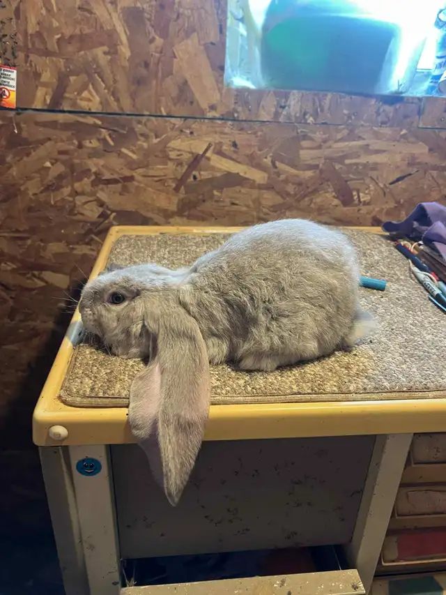 EXTRAORDINARY ENGLISH LOP &  HOLLAND LOP BUNNY RABBITS in Small Animals for Rehoming in Vancouver - Image 6