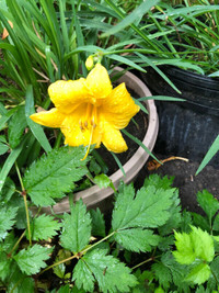 Day Lilly  Plants