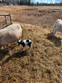 Katahdin dorper ewes with lambs