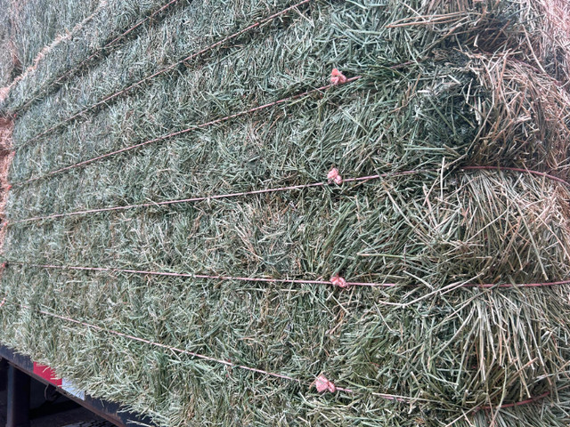 Alfalfa Hay in Livestock in Penticton - Image 3