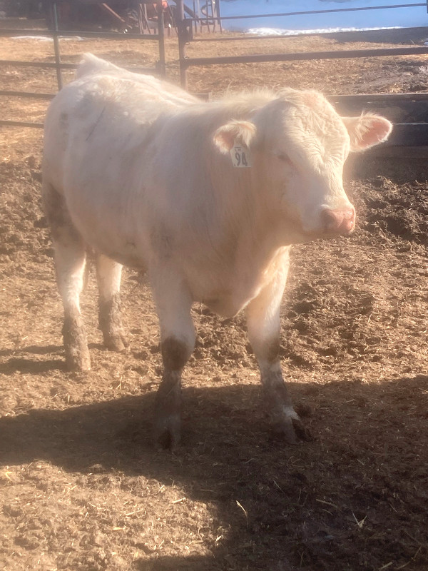 Charolais Bulls in Livestock in Edmonton - Image 3