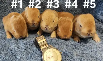 Top Featured Purebred Netherland Dwarf bunny rabbit, #Great for, View more