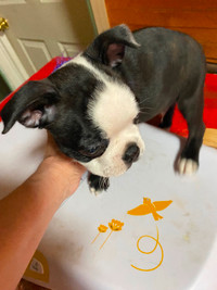 Boston Terrier Pups available