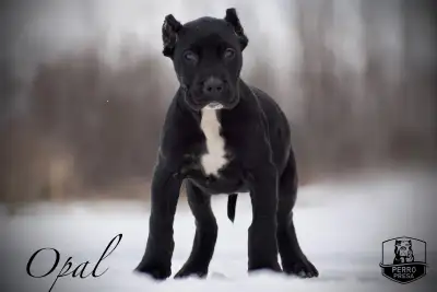 Exceptional Purebred Presa Canario Puppies, View more