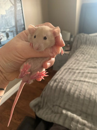 Sweet little dumbo rat