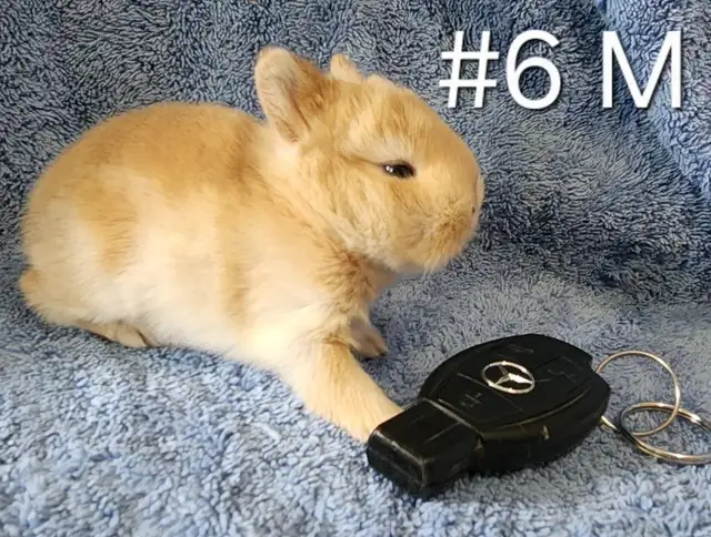 Top Featured Purebred Netherland Dwarf bunny rabbit, #Great for in Small Animals for Rehoming in Oshawa / Durham Region - Image 8