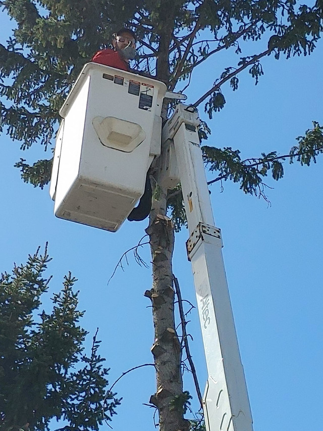 Affordable Tree Removal, Cutting & Stump Grinding - Calgary in Other in Calgary - Image 2