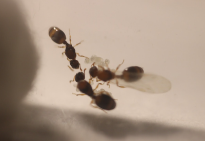 Queen ants and colonies for sale (Shipping), View more