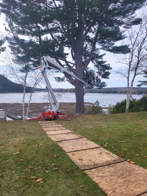 Tree Care  And Maintenance in Lawn, Tree Maintenance & Eavestrough in Saint John - Image 3