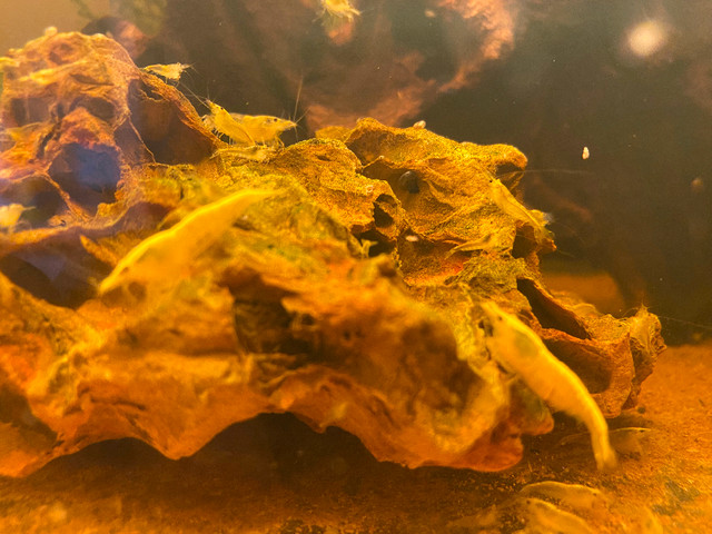 Yellow shrimp in Fish for Rehoming in Ottawa - Image 4