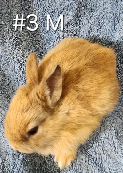 Good Featured Purebred Netherland Dwarf, Holland Lop, bunny rabb, View more