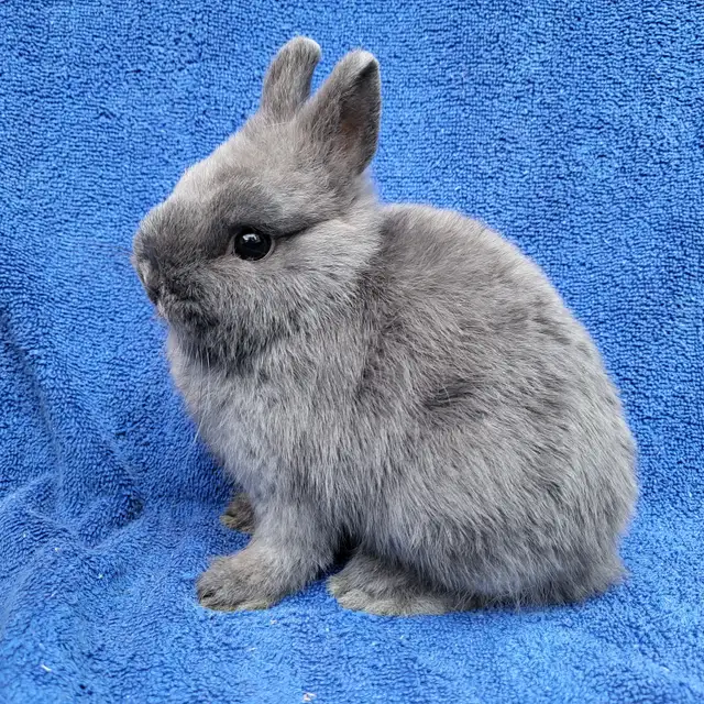 EXTRAORDINARY NETHERLAND DWARF,  HOLLAND LOP, LIONHEAD, MINI REX in Small Animals for Rehoming in City of Toronto - Image 10