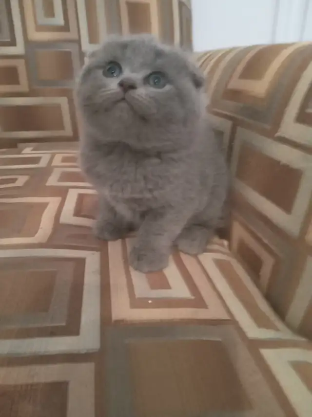 Scottish Fold and Straight blue kittens CCA/AFC registered | Cats ...