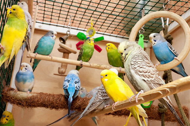 The Best Deals To Shop  Kijiji  Parakeet at Pets kingdom Oshawa in Birds for Rehoming in Oshawa / Durham Region - Image 4