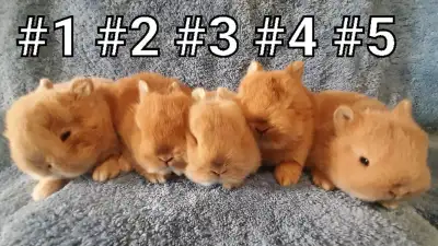 Top Featured Purebred Netherland Dwarf bunny rabbit, #Great for a gift for relieving from Pendemic a...