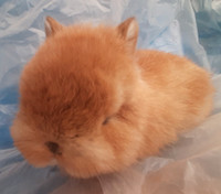 Top Featured Purebred Netherland Dwarf, Holland Lop baby bunny r City of Toronto Toronto (GTA) Preview