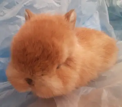 Top Featured Purebred Netherland Dwarf, Holland Lop baby bunny r, View more