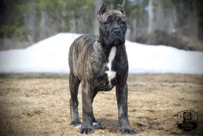 Purebred Presa Canario Puppies, View more