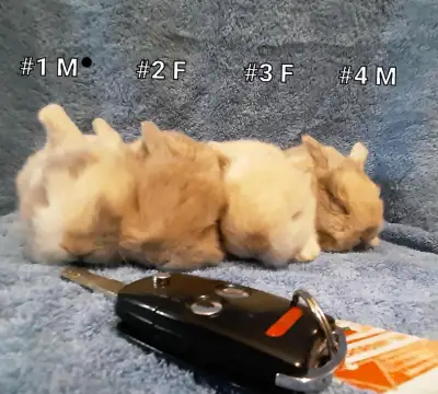 Great Featured Purebred Holland Lop baby bunny rabbit, #Great fo, View more