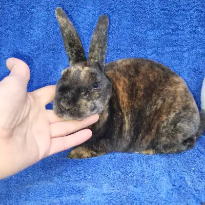 EXTRAORDINAIRE MINI REX bébé lapin male baby bunny rabbit, View more