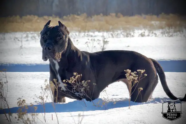 Presa Canario Puppies in Dogs & Puppies for Rehoming in City of Toronto - Image 40