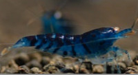 ORANGE EYE BLUE TIGERS  (OEBT in Tap Water )