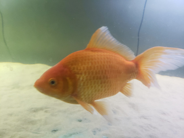 Two Goldfish in Fish for Rehoming in Saskatoon