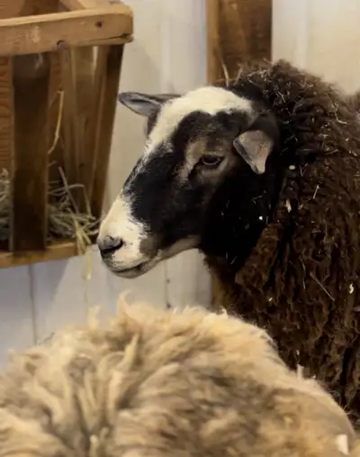 Sheep Looking for retirement homes, View more