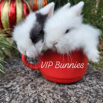 FREE DELIVERY TO GTA AND NIAGARA SATURDAY JUNE 7 ONLY FROM MONTREAL. EXTRAORDINARY BUNNY RABBITS. HO...