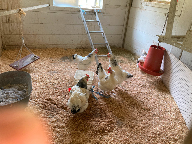 CANARDS  et POULES à vendre $10.00 dans Oiseaux à adopter  à Sherbrooke - Image 3