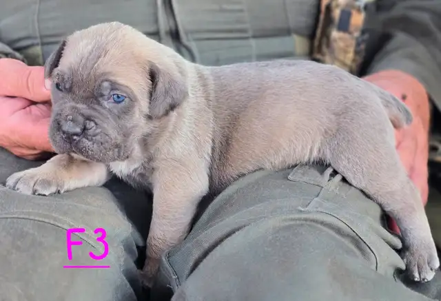 WORLD CLASS CANE CORSO PUPPIES in Dogs & Puppies for Rehoming in Vancouver - Image 10