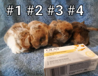 Top Featured Purebred Holland Lop baby bunny rabbit, #Great for City of Toronto Toronto (GTA) Preview