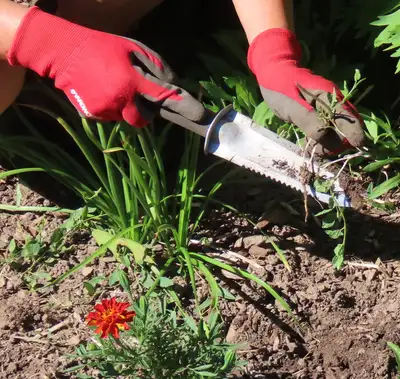 High-quality gardening services for you!, View more