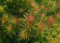 Aquarium aquatic plants moss bucephalandra *huge list*