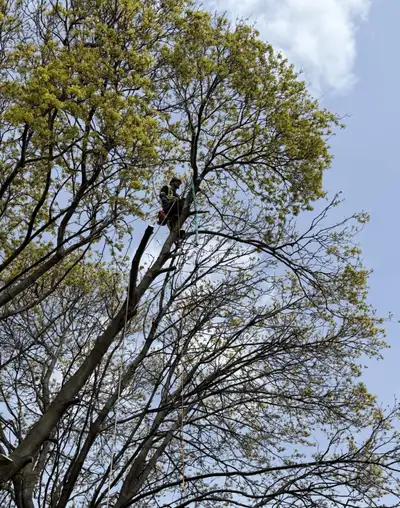Tree Services (Removal/Pruning), View more