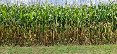 Farm, Animal, Greenhouse, and Agritourism Projects Welcome! NOT for Hunting | NOT for Sale Organic &...